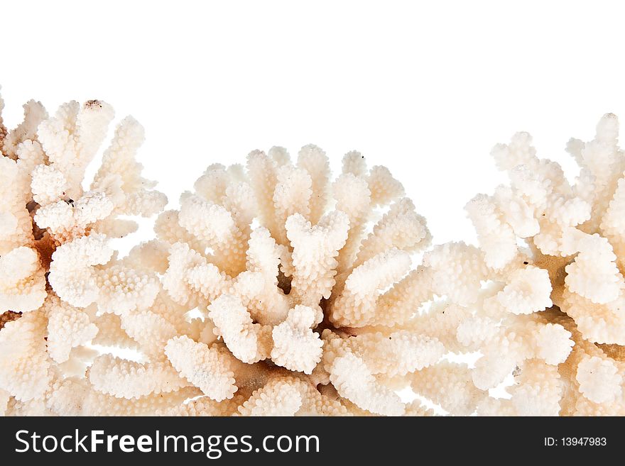 3 White coral onb isolated white bacground