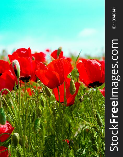 Beautiful red poppies in spring time. Beautiful red poppies in spring time
