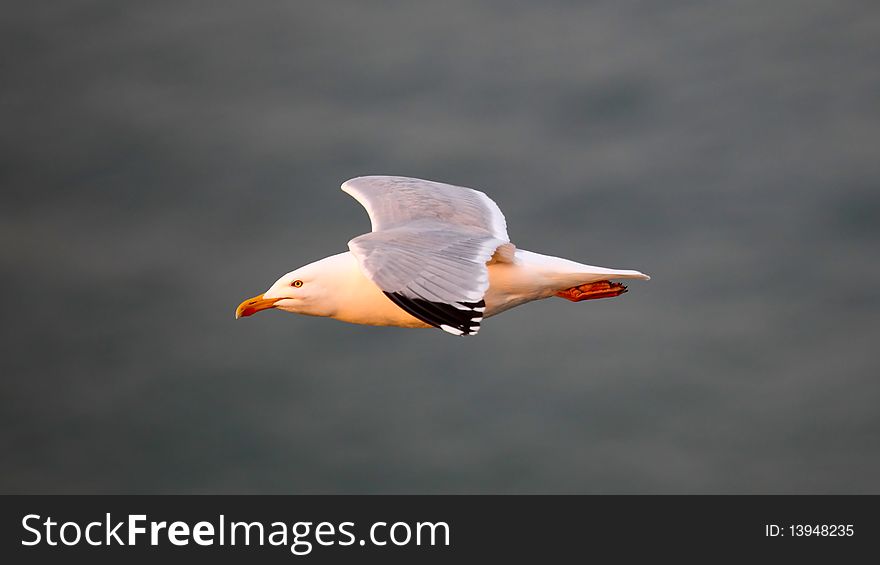 A flying sea gull with a grey blur background.