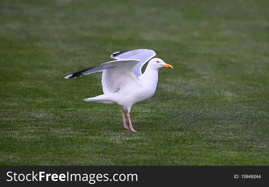 A Sea Gull Landing