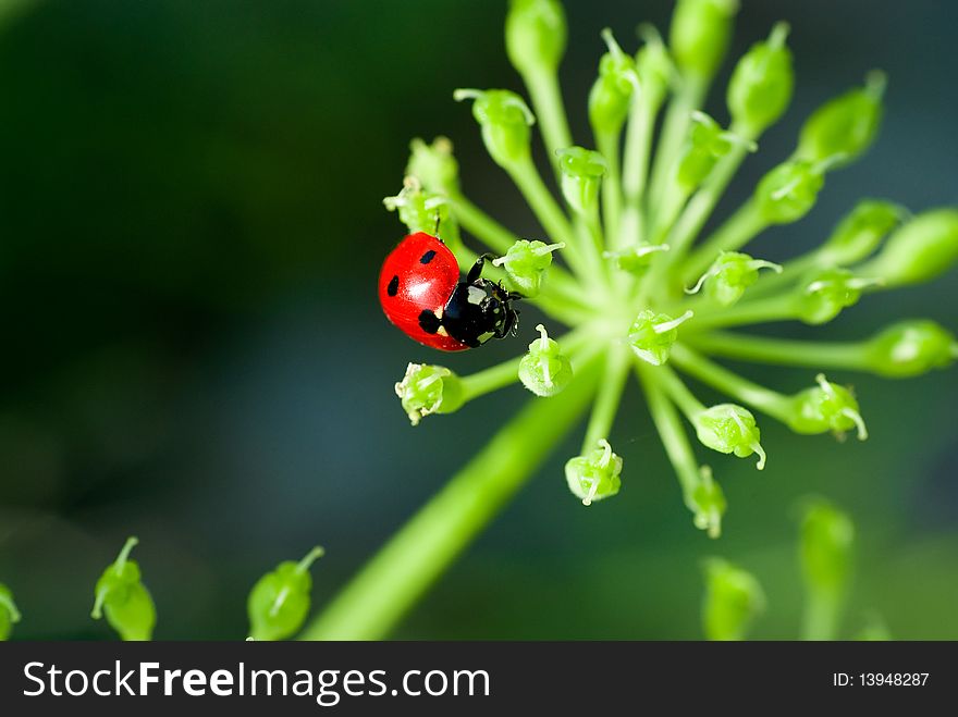 Ledybird On The Plant