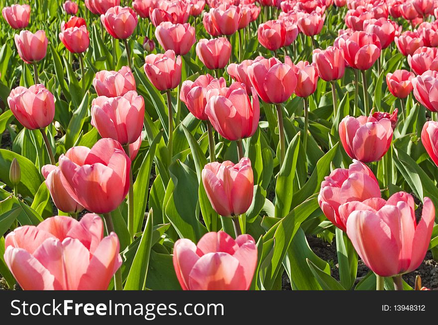 Flowerbed of pink tulips. Spring in a park.