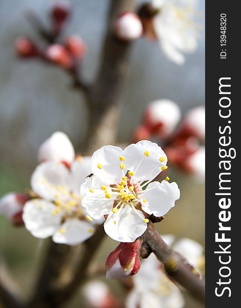 Spring apricot tree flower blossom