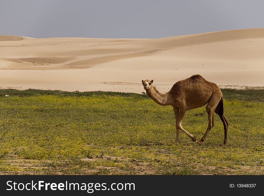 Desert with camel and sand dune, Oman