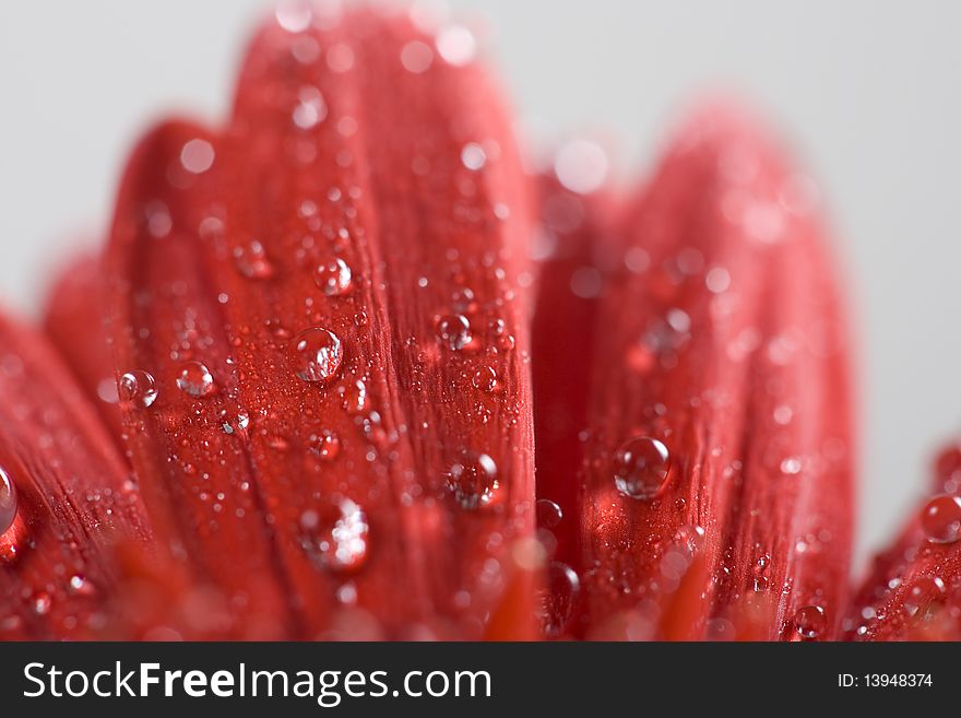 Red gerbera petals covered in droplets. Red gerbera petals covered in droplets