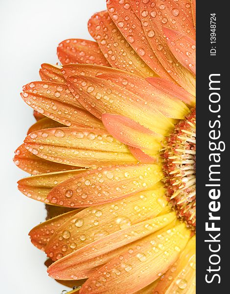 Orange gerbera with smal waterdrops over white. Orange gerbera with smal waterdrops over white