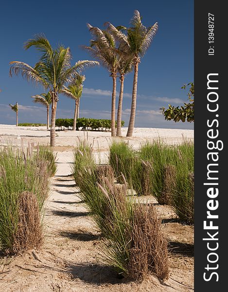 Palm oasis in the desert, Oman