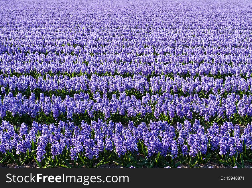 Field of violet flowers - Hyacint. Dutch flower industry. The Netherlands