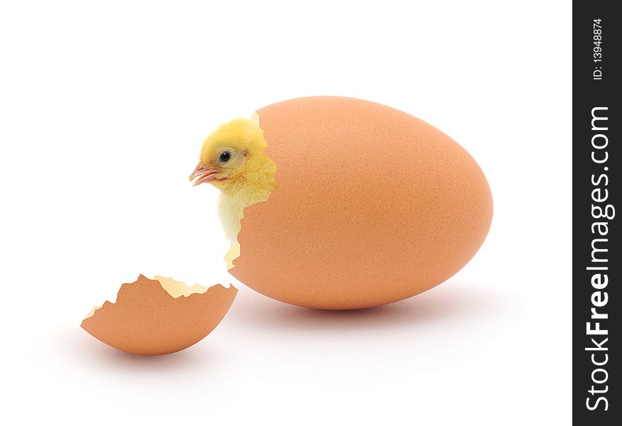 Chicken coming out of a brown egg