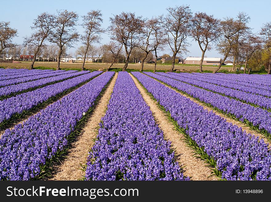 Field of violet flowers - Hyacint. Dutch flower industry. The Netherlands