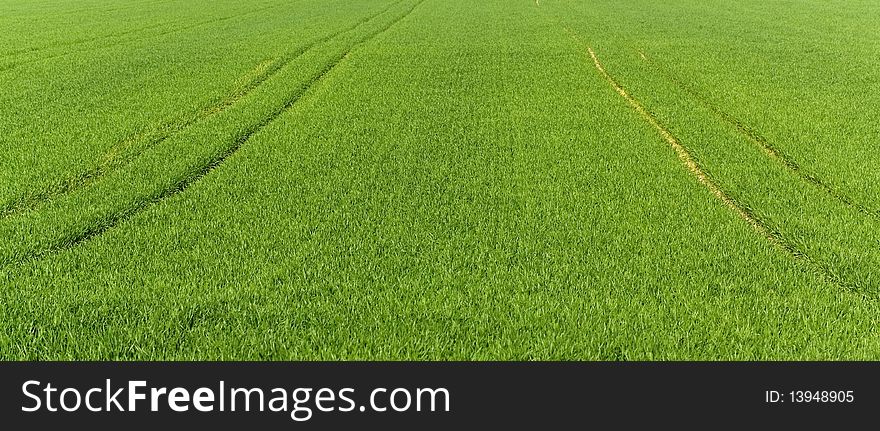 Farm With Young Wheat,Spring Time