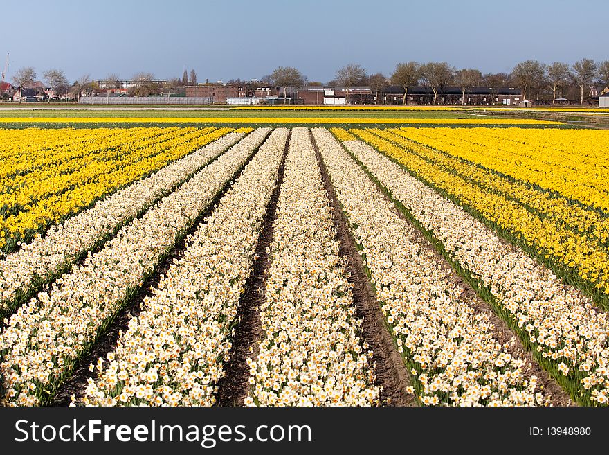 Field of white and yellow flowers