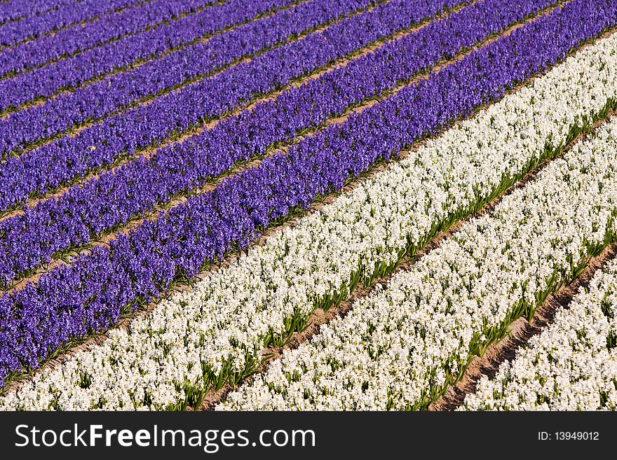 Field of violet and white flowers