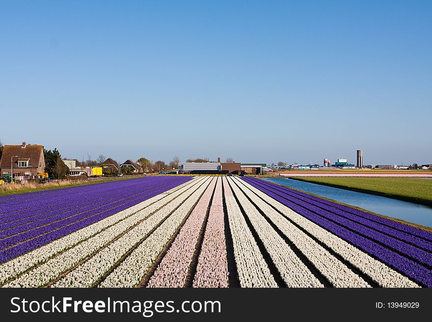 Field of violet and white flowers - Hyacint. Dutch flower industry. The Netherlands