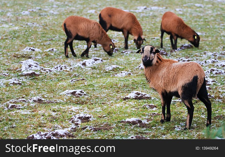 Sheep looking in the camera on a snowy pasture with other sheeps out of focus. Sheep looking in the camera on a snowy pasture with other sheeps out of focus