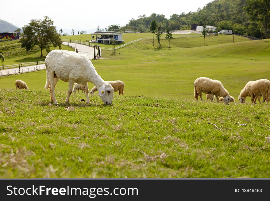 The Sheep Farm in Thailand