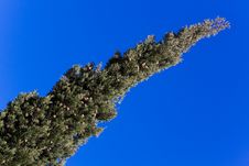 Detail Of Cypress Tree. Macro Photo Stock Images