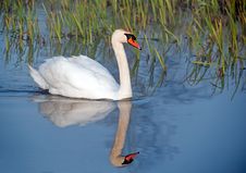 Swan Mute On River Stock Photos Swan Mute On River Stock Photos