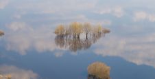 Trees In Water-meadow View From Above Royalty Free Stock Photography