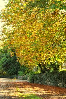 Autumnal Shades Royalty Free Stock Photography Autumnal Shades Royalty Free Stock Photography