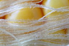 Sweet Corn Silk: Extreme Close Up Royalty Free Stock Photo