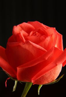 Rose Stock Photos Rose Stock Photos