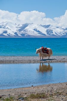 Scenery In Tibet Stock Image
