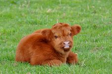 Cute Calf Of Highland Cattle Stock Images