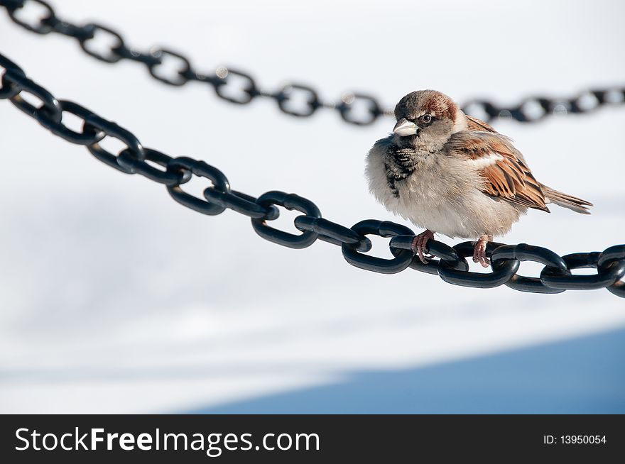 Sparrow sitting on a chain in Washington D.C. Sparrow sitting on a chain in Washington D.C.
