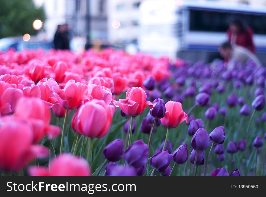 Field of Pink and purtle tulips