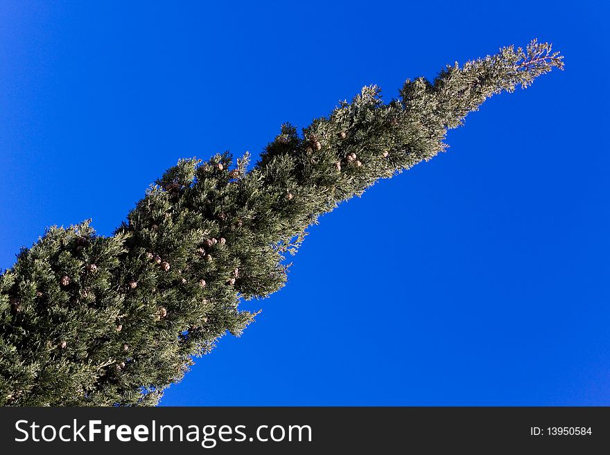 A Detail of cypress tree. Macro photo
