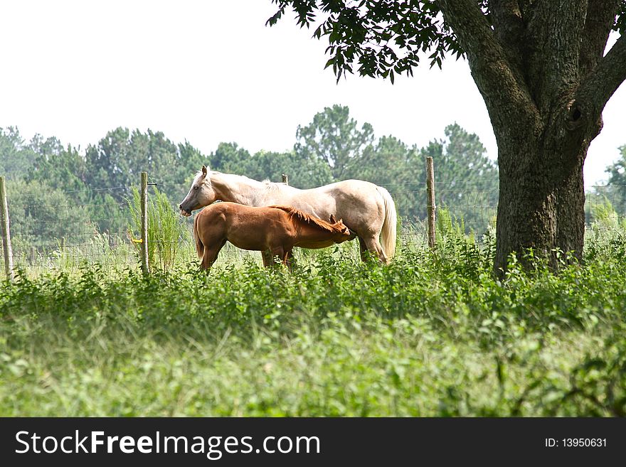 Horse nursing her young in a meadow