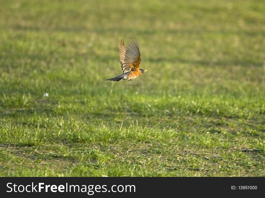 A robin in flight against grassy background.