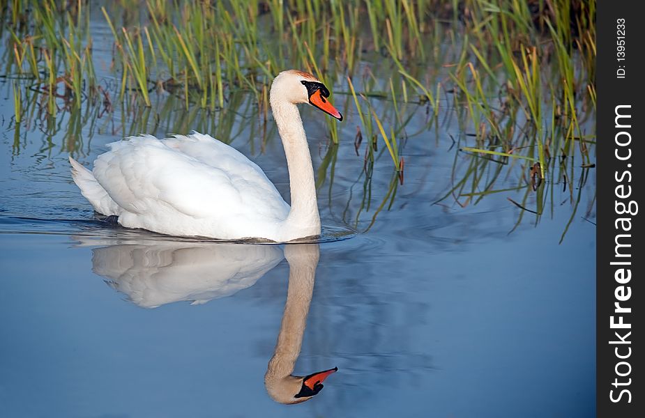 Mute swan on river in reeds. Mute swan on river in reeds