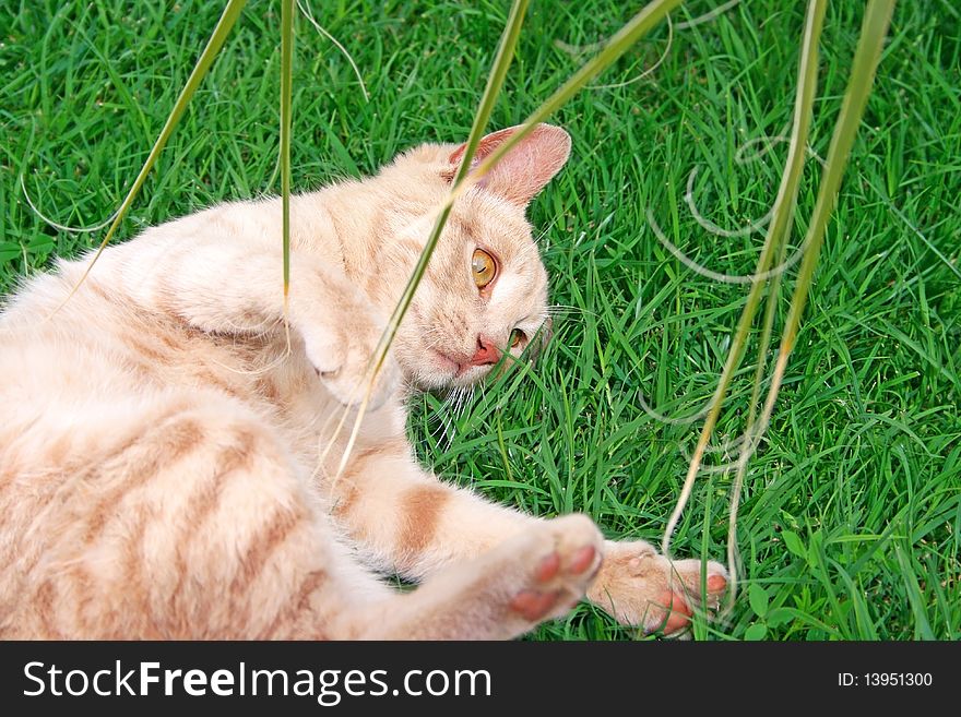 Tawny cat on green grass.