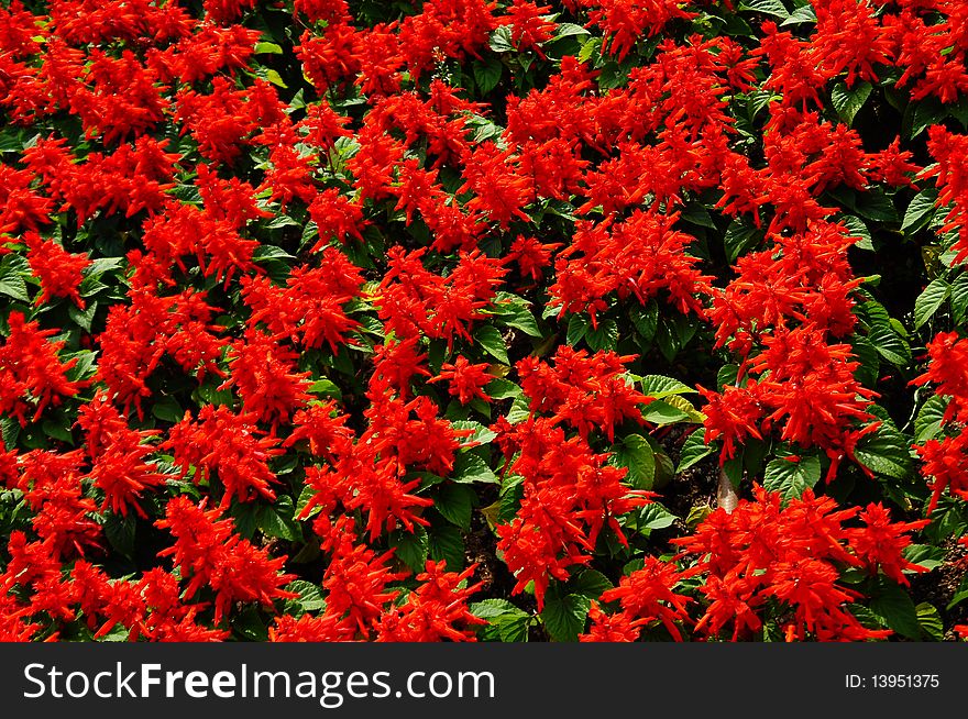 Red lantern flower fully fill, with green leaf, shown as repeated shape and color area, act as background or texture.