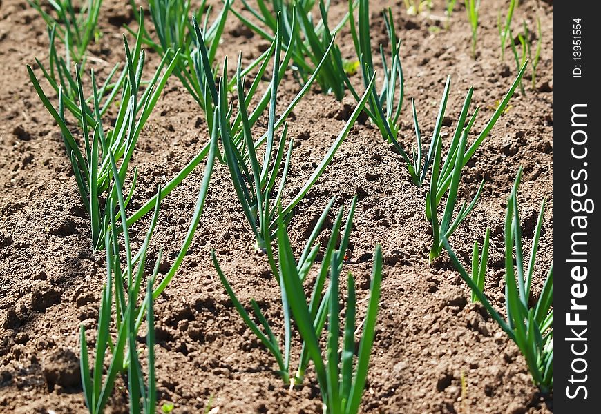 Homegrown Organic spring onion in the garden. Homegrown Organic spring onion in the garden