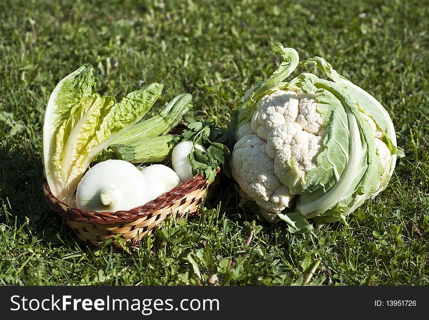 Different vegetables freshly picked from the garden and laid on the grass