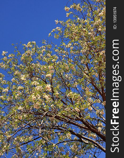 Branches of a blossoming tree against an unflawed sky. Branches of a blossoming tree against an unflawed sky.