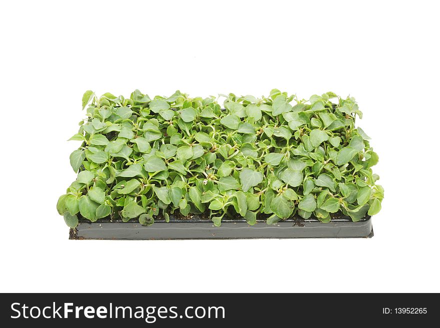 Tray of plant seedlings isolated on white