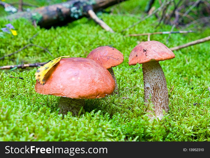 Close-up three orange-cup mushrooms in forest
