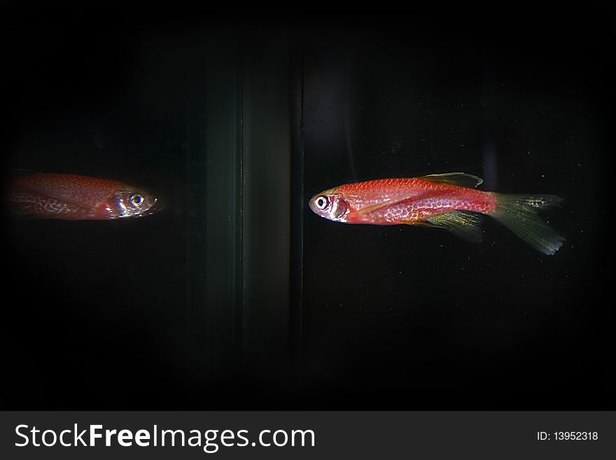 Reflection of a red fish in a dark aquarium. Reflection of a red fish in a dark aquarium