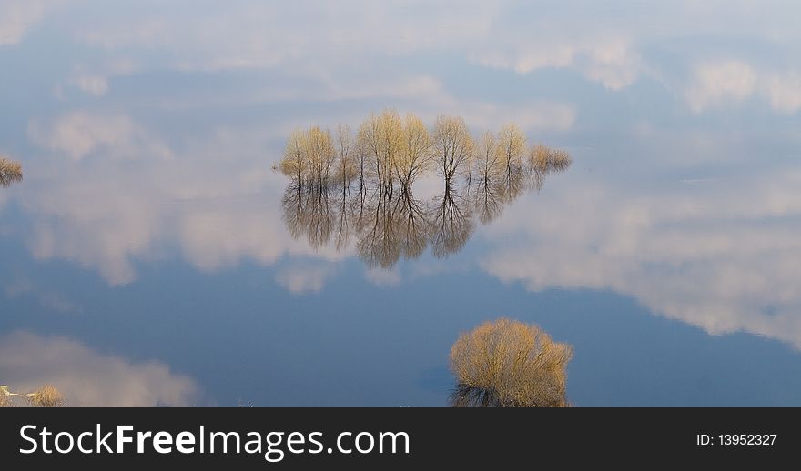 Trees in water-meadow view from above