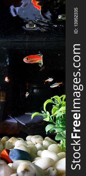 Red fish in a dark aquarium