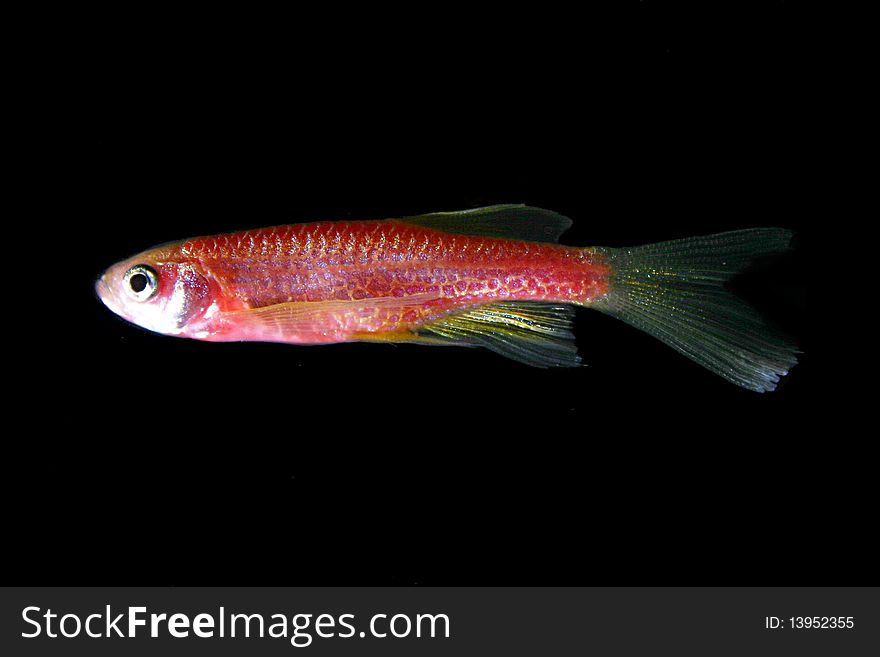 Red fish in a dark aquarium