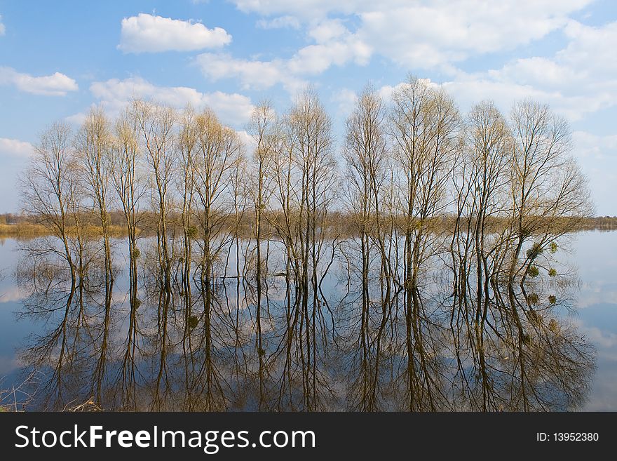 Many trees in water-meadow