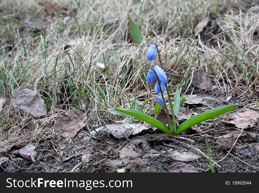 Early spring flowers bluebell on the background of the old foliage. Early spring flowers bluebell on the background of the old foliage