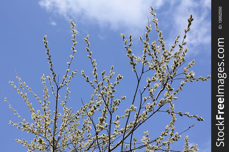 Willow branches against the blue sky with clouds