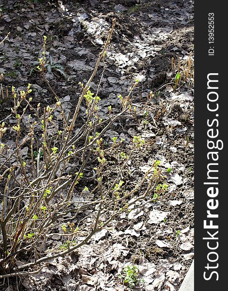 Currant bush in the spring with the buds