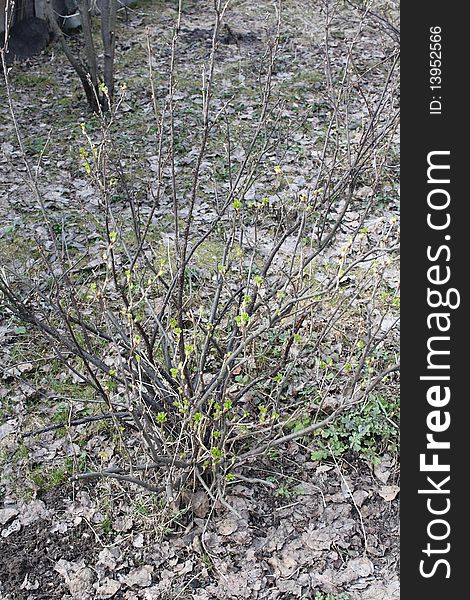 Currant bush in the spring with the buds